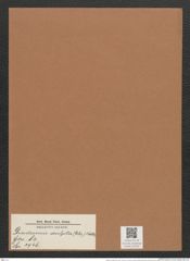 Diadesmis sculpta (Ehr.) Kütz. (de-Toni-Nr.: Genus 84, Species 2946) Zeichnungen Sammlung Grunow Mappe 03125 (Herbarium_W_Grunow_drawings_Folder_03125)